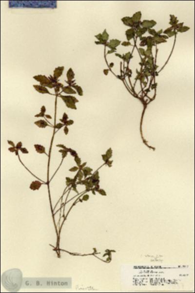URN_catalog_HBHinton_herbarium_21557.jpg.jpg