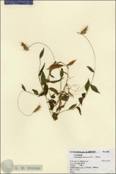 URN_catalog_HBHinton_herbarium_2567.jpg.jpg