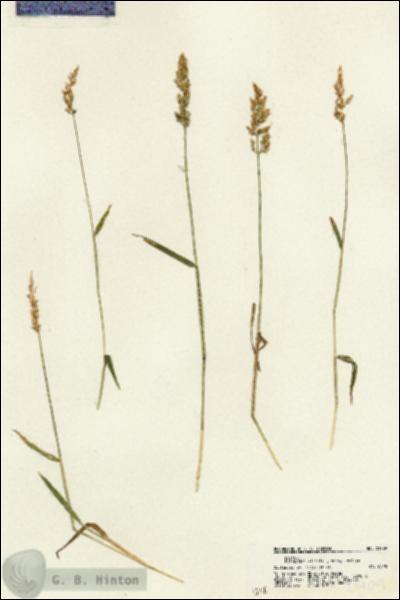 URN_catalog_HBHinton_herbarium_21709.jpg.jpg