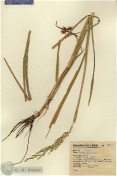 URN_catalog_HBHinton_herbarium_7799.jpg.jpg