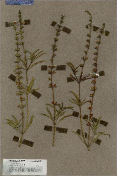 URN_catalog_HBHinton_herbarium_19489.jpg.jpg