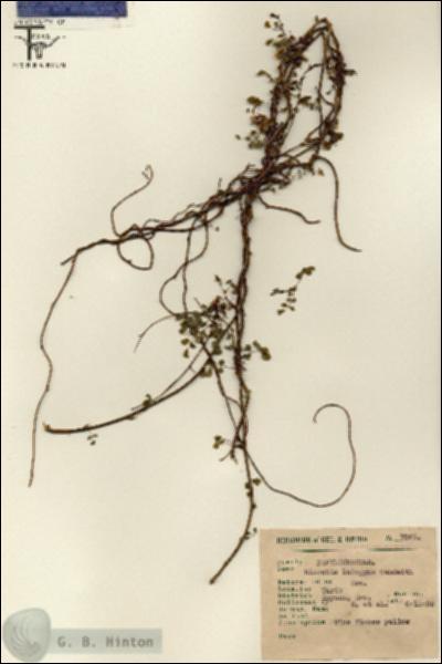 URN_catalog_HBHinton_herbarium_7861.jpg.jpg