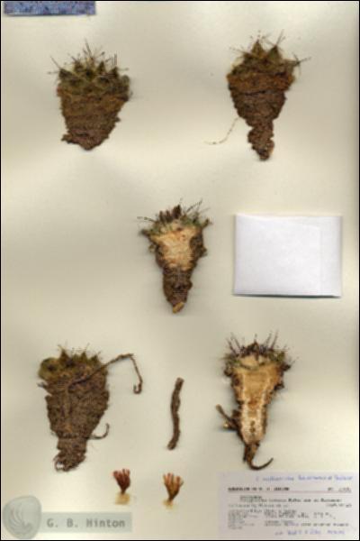 URN_catalog_HBHinton_herbarium_27033.jpg.jpg
