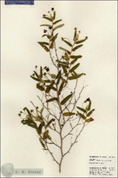 URN_catalog_HBHinton_herbarium_24271.jpg.jpg