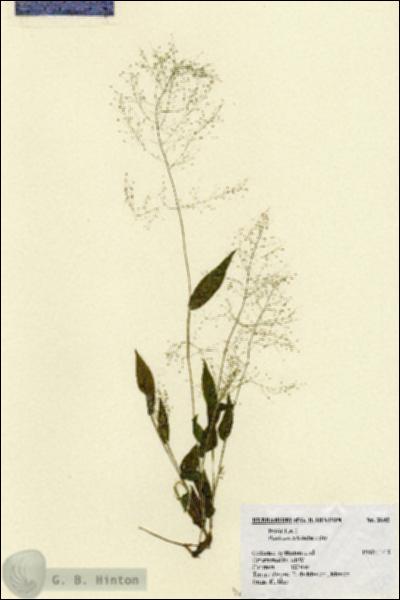 URN_catalog_HBHinton_herbarium_2642.jpg.jpg