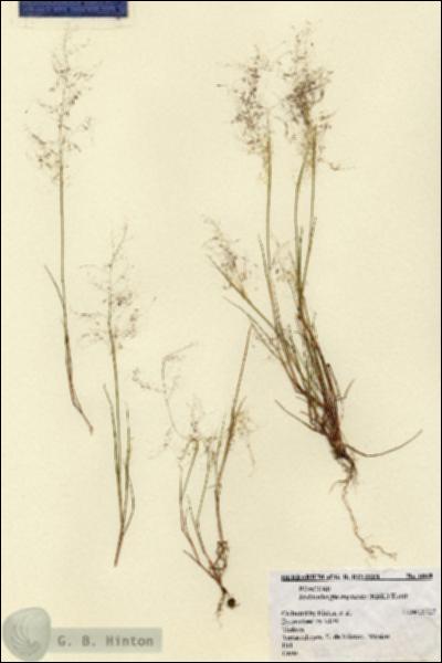 URN_catalog_HBHinton_herbarium_6068.jpg.jpg