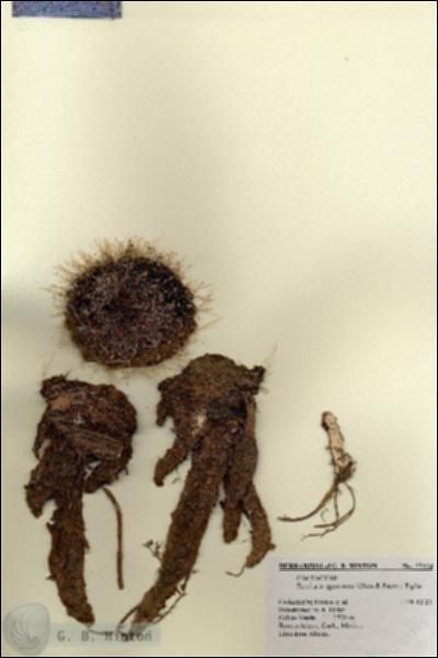 URN_catalog_HBHinton_herbarium_27324.jpg.jpg