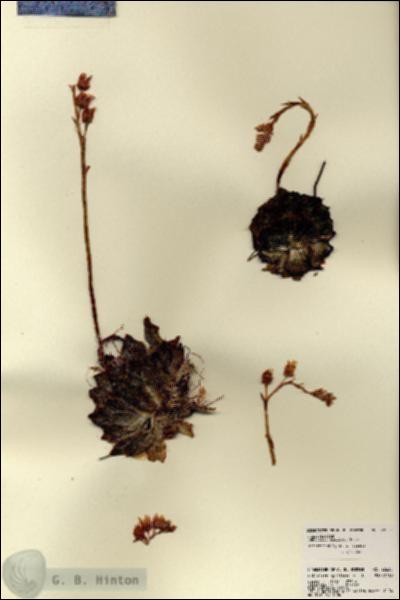URN_catalog_HBHinton_herbarium_22635.jpg.jpg