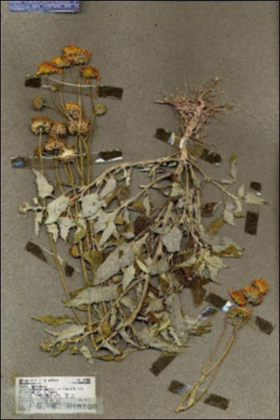 URN_catalog_HBHinton_herbarium_19548.jpg.jpg