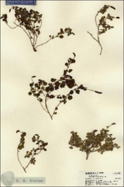URN_catalog_HBHinton_herbarium_22332.jpg.jpg