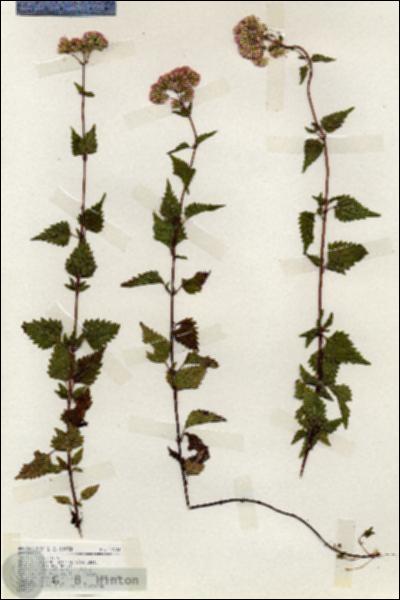 URN_catalog_HBHinton_herbarium_19203.jpg.jpg