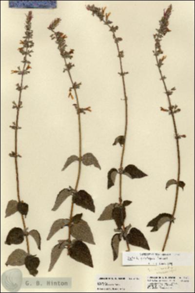 URN_catalog_HBHinton_herbarium_21458.jpg.jpg