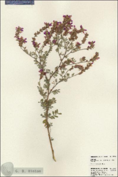 URN_catalog_HBHinton_herbarium_23776.jpg.jpg