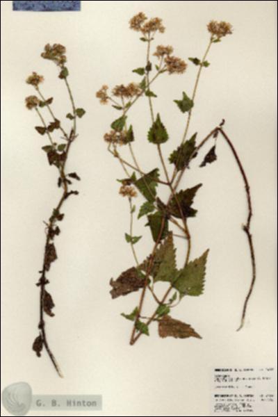 URN_catalog_HBHinton_herbarium_24019.jpg.jpg