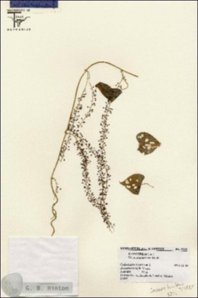 URN_catalog_HBHinton_herbarium_5215.jpg.jpg