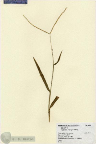 URN_catalog_HBHinton_herbarium_4510.jpg.jpg