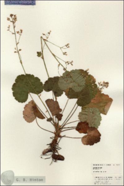 URN_catalog_HBHinton_herbarium_24823.jpg.jpg