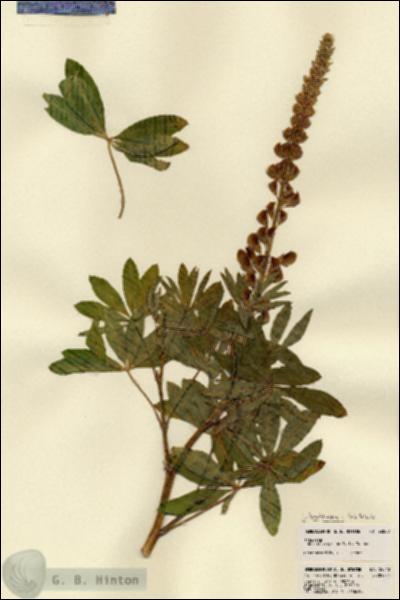 URN_catalog_HBHinton_herbarium_22840.jpg.jpg