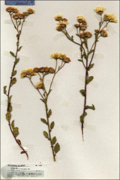 URN_catalog_HBHinton_herbarium_19869.jpg.jpg