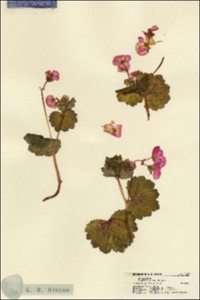 URN_catalog_HBHinton_herbarium_21497.jpg.jpg