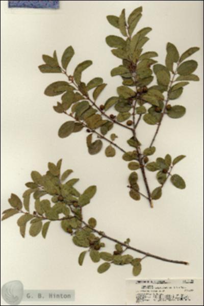 URN_catalog_HBHinton_herbarium_21151.jpg.jpg