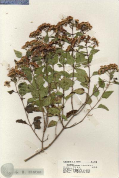 URN_catalog_HBHinton_herbarium_20000.jpg.jpg