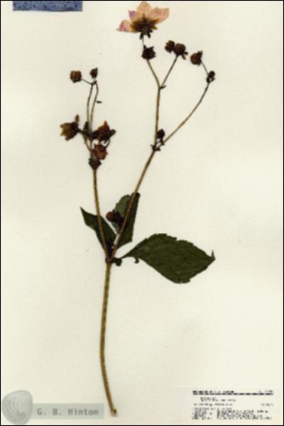 URN_catalog_HBHinton_herbarium_21310.jpg.jpg
