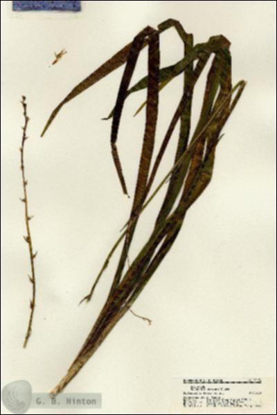 URN_catalog_HBHinton_herbarium_21174.jpg.jpg