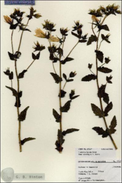 URN_catalog_HBHinton_herbarium_27237.jpg.jpg