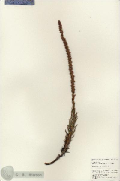 URN_catalog_HBHinton_herbarium_25670.jpg.jpg