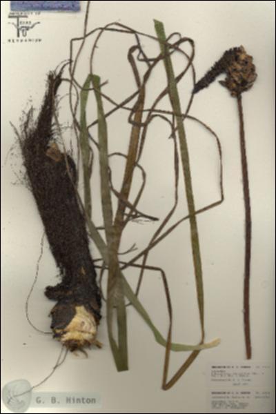 URN_catalog_HBHinton_herbarium_26116.jpg.jpg