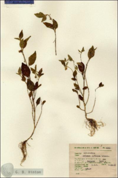 URN_catalog_HBHinton_herbarium_4219.jpg.jpg