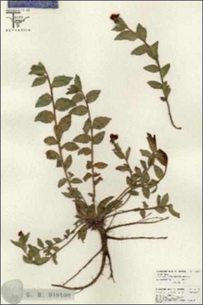 URN_catalog_HBHinton_herbarium_26538.jpg.jpg