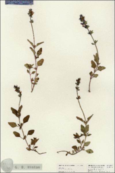 URN_catalog_HBHinton_herbarium_25486.jpg.jpg