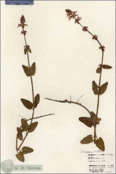URN_catalog_HBHinton_herbarium_22973.jpg.jpg
