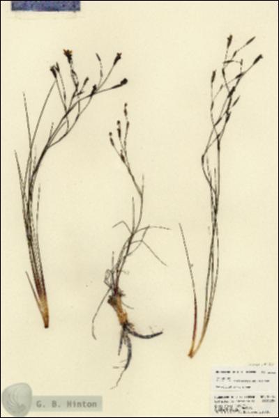 URN_catalog_HBHinton_herbarium_23515.jpg.jpg