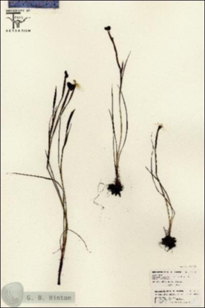 URN_catalog_HBHinton_herbarium_26161.jpg.jpg