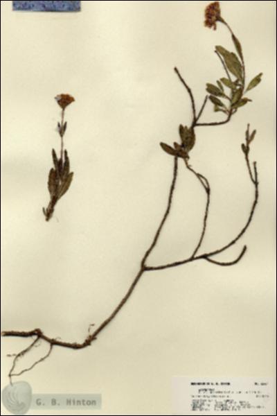 URN_catalog_HBHinton_herbarium_22424.jpg.jpg