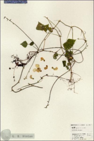 URN_catalog_HBHinton_herbarium_25146.jpg.jpg