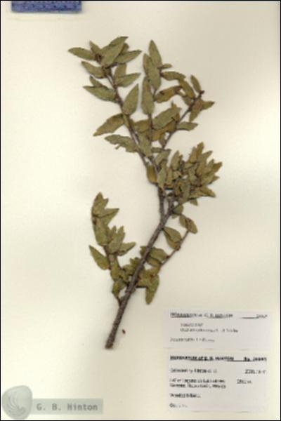URN_catalog_HBHinton_herbarium_28065.jpg.jpg