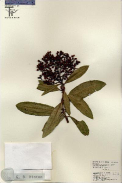 URN_catalog_HBHinton_herbarium_26234.jpg.jpg