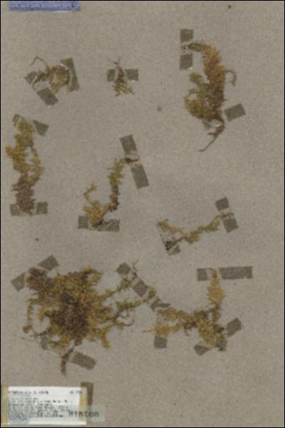 URN_catalog_HBHinton_herbarium_17380.jpg.jpg