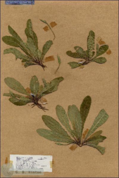 URN_catalog_HBHinton_herbarium_17956.jpg.jpg