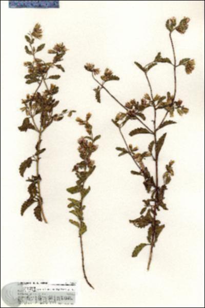 URN_catalog_HBHinton_herbarium_20849.jpg.jpg