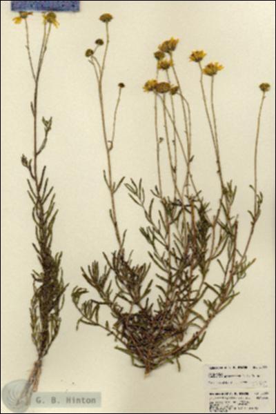 URN_catalog_HBHinton_herbarium_22359.jpg.jpg