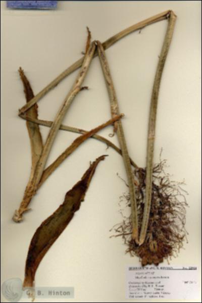 URN_catalog_HBHinton_herbarium_22924.jpg.jpg