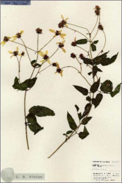 URN_catalog_HBHinton_herbarium_25137.jpg.jpg