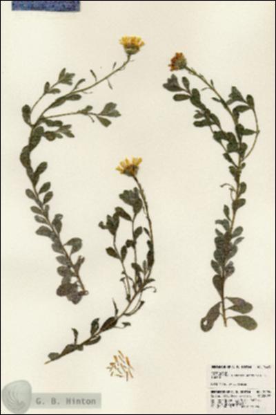 URN_catalog_HBHinton_herbarium_24484.jpg.jpg