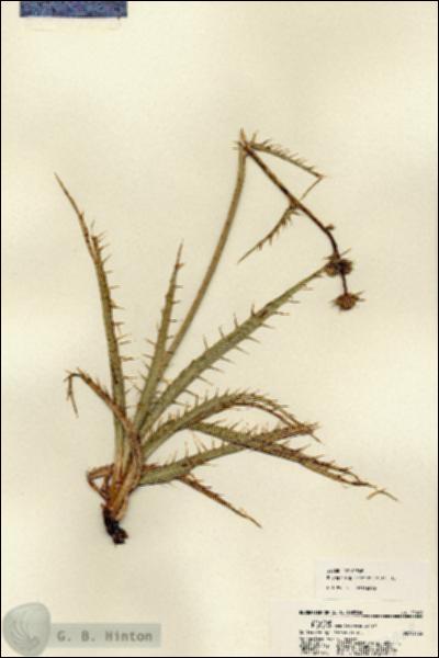 URN_catalog_HBHinton_herbarium_22068.jpg.jpg