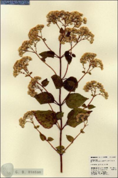 URN_catalog_HBHinton_herbarium_22655.jpg.jpg